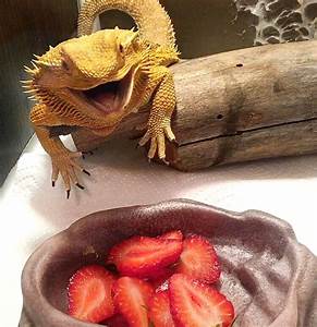 Bearded Dragon Eating