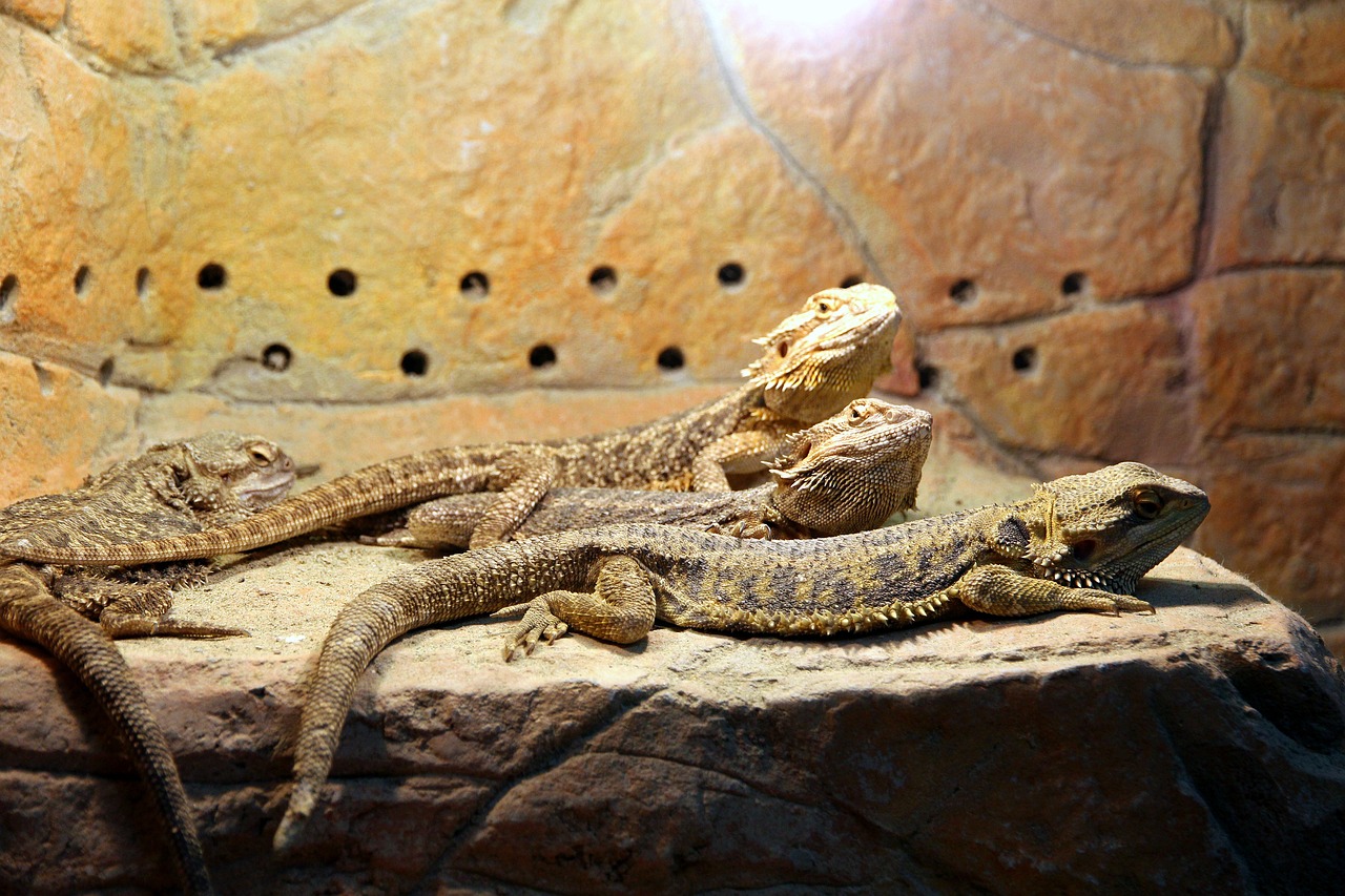 Bearded Dragon Close-Up