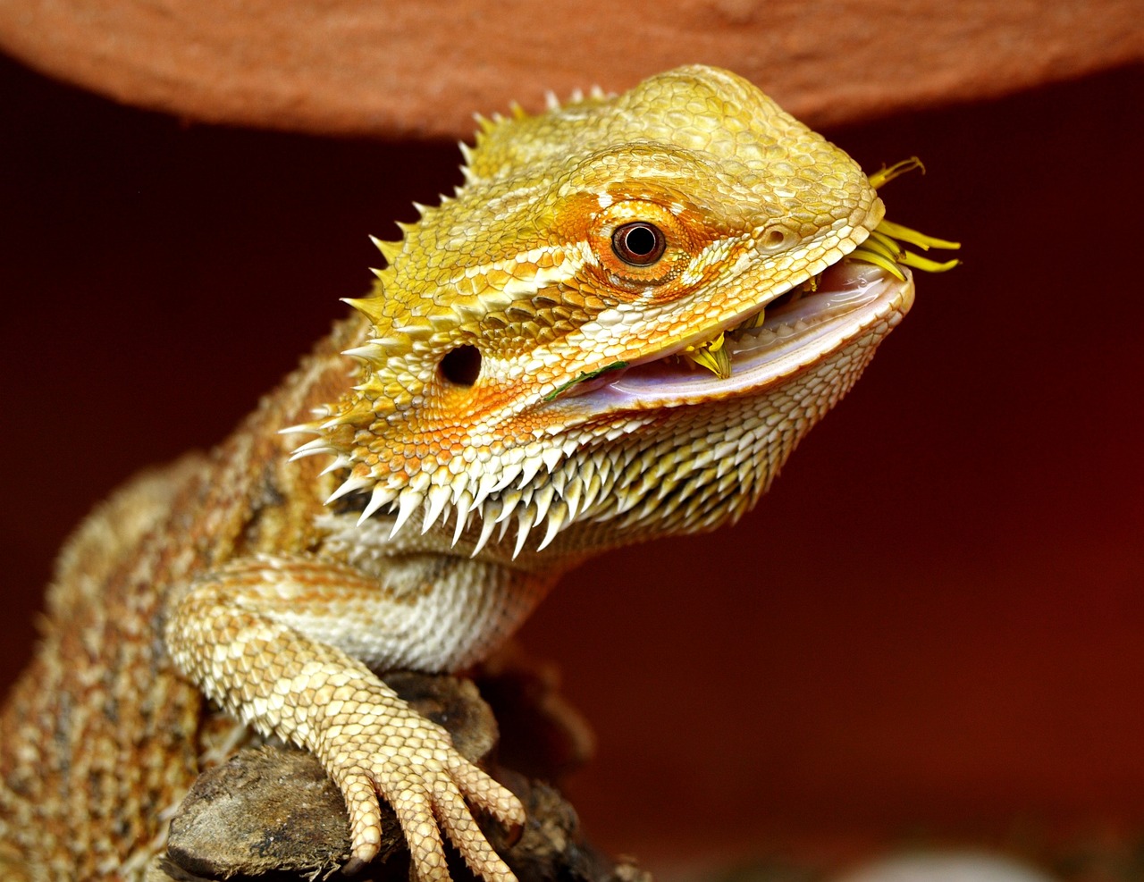 Bearded Dragon in Enclosure